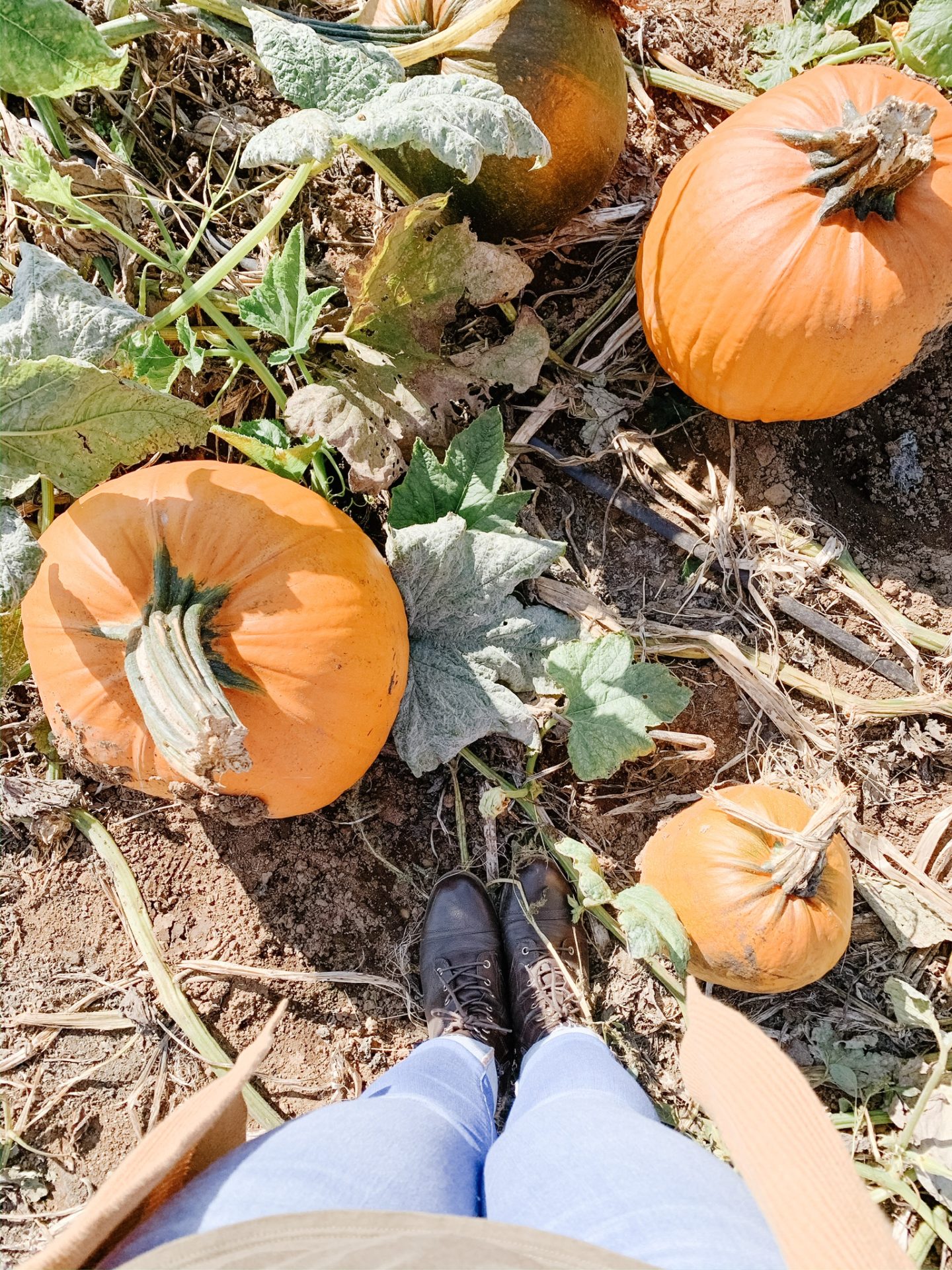 5 Best Pumpkin Patches in the Fraser Valley | 5 Best Pumpkin Patches in Vancouver | The Best Pumpkin Patches in Vancouver | The Best Pumpkin Patches | The Best Pumpkin Patches in Surrey | Fall Activities | Family Friendly Fall Activities | Fall Bucket List | Pumpkin Patch | What to do at a Pumpkin Patch | Family Blog | Motherhood Blog | bethalylovebeauty.com